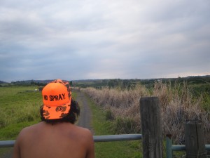 Jesse looking over gate