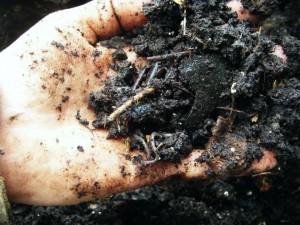 compost