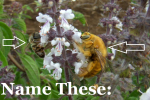 name these bees