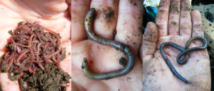 three different worms