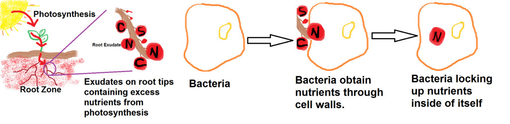 bacteria consuming nutrients