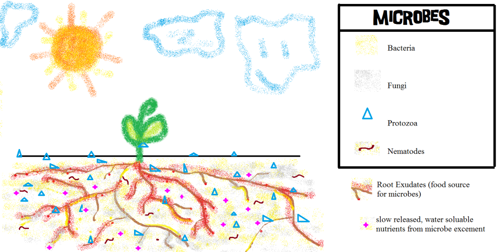 microbes pictures