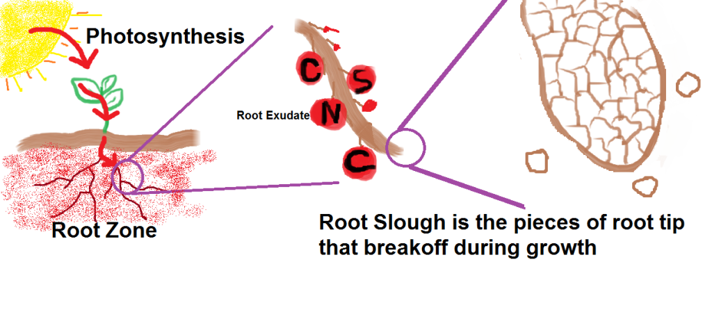 root slough