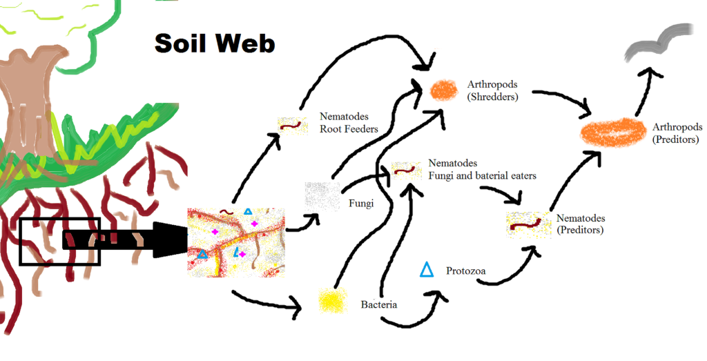 soil food web