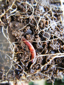 Worm in soil 1