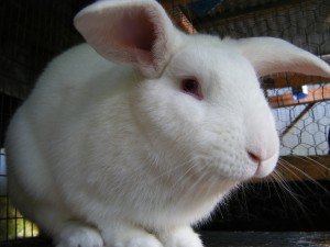 Raising Rabbits in Hawaii – No Spray Hawaii